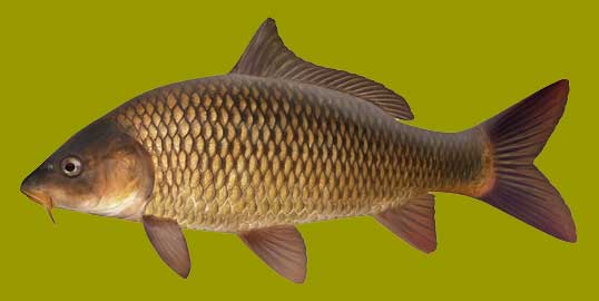 A carp