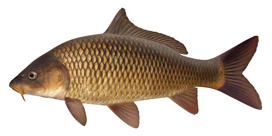 A carp swimming